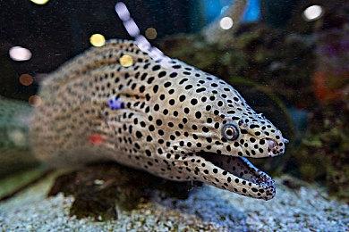 《无主之地4》还有很多东西被保密 难度比前作更难了